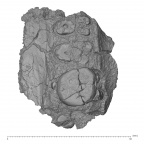 KNM-ER 733E Paranthropus boisei left maxilla inferior