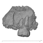 KNM-ER 733E Paranthropus boisei left maxilla lateral