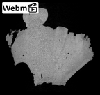 KNM-ER 733E Paranthropus boisei left maxilla ct stack movie