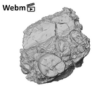 KNM-ER 733E Paranthropus boisei left maxilla ply movie