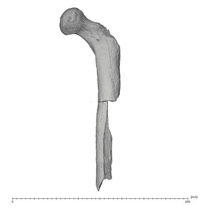 KNM-ER 738AB Hominin left femur anterior
