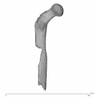 KNM-ER 738AB Hominin left femur posterior