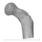KNM-ER 738AB Hominin left proximal femur anterior