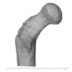 KNM-ER 738AB Hominin left proximal femur