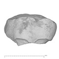 KNM-ER 7727 Australopithecus anamensis ULM2 buccal