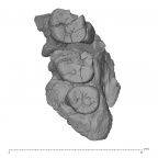 KNM-ER 807 Homo sp. right partial maxilla