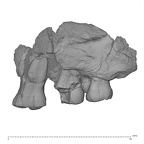 KNM-ER 807 Homo sp. right partial maxilla lateral