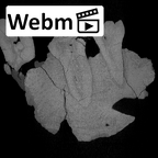 KNM-ER 807 Homo sp. right partial maxilla ct stack movie