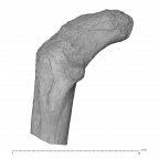 KNM-ER 815 Hominin left proximal femur posterior