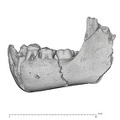 KNM-ER 820 Homo erectus mandible lateral