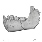 KNM-ER 820 Homo erectus mandible lateral