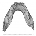 KNM-ER 820 Homo erectus mandible superior