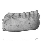 KNM-ER 992A Homo erectus partial mandible high res lateral
