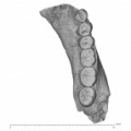 KNM-ER 992A Homo erectus partial mandible high res superior