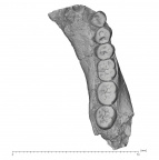 KNM-ER 992A H. erectus partial mandible high res