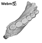 KNM-ER 992A Homo erectus partial mandible high res ply movie