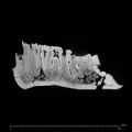 KNM-ER 992A Homo erectus partial mandible ct slice