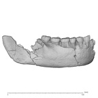 KNM-ER 992A Homo erectus partial mandible lateral