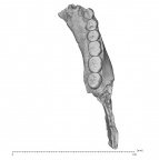 KNM-ER 992A Homo erectus partial mandible superior