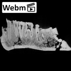 KNM-ER 992A Homo erectus partial mandible ct stack movie