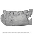 KNM-ER 992B Homo erectus partial mandible high res lateral