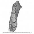 KNM-ER 992B Homo erectus partial mandible high res superior