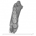 KNM-ER 992B Homo erectus partial mandible high res superior