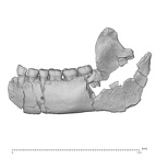 KNM-ER 992B Homo erectus partial mandible lateral