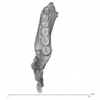 KNM-ER 992B Homo erectus partial mandible superior