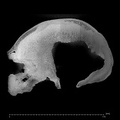 KNM-ES 11693 Homo sp. cranium ct slice