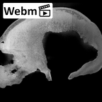 KNM-ES 11693 Homo sp. cranium ct stack movie