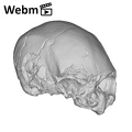 KNM-ES 11693 Homo sp. cranium ply movie