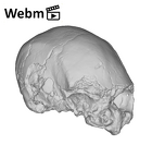 KNM-ES 11693 Homo sp. cranium ply movie