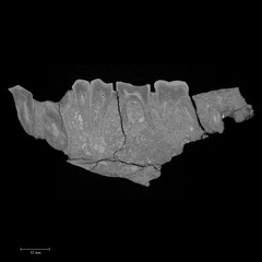 KNM-KP 29281L Australopithecus anamensis mandible ct slice