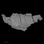 KNM-KP 29281L Australopithecus anamensis mandible ct slice