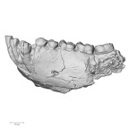 KNM-KP 29281L Australopithecus anamensis mandible lateral
