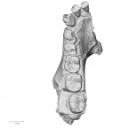 KNM-KP 29281L Australopithecus anamensis mandible superior