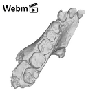 KNM-KP 29281L Australopithecus anamensis mandible ply movie