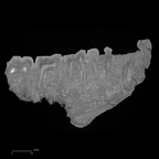 KNM-KP 29281R Australopithecus anamensis mandible ct slice