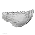 KNM-KP 29281R Australopithecus anamensis mandible lateral