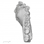 KNM-KP 29281R Australopithecus anamensis mandible superior