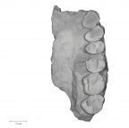 KNM-KP 29283 Australopithecus anamensis left maxilla inferior