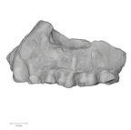 KNM-KP 29283 Australopithecus anamensis left maxilla lateral