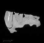 KNM-KP 29283 Australopithecus anamensis right maxilla ct slice
