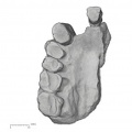 KNM-KP 29283 Australopithecus anamensis right maxilla inferior