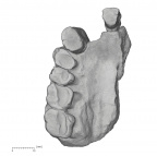KNM-KP 29283 Australopithecus anamensis right maxilla inferior