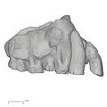 KNM-KP 29283 Australopithecus anamensis right maxilla lateral