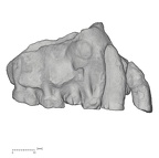 KNM-KP 29283 Australopithecus anamensis right maxilla lateral