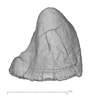 KNM-KP 29284A Australopithecus anamensis LRC buccal