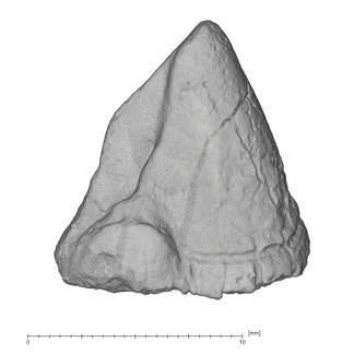 KNM-KP 29284A Australopithecus anamensis LRC distal